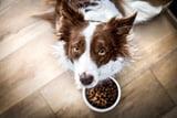 Daran erkennt man gutes Hundefutter